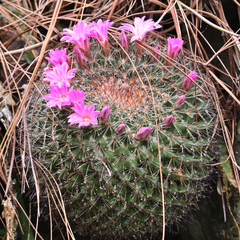 Mammillaria melanocentra rubrograndis