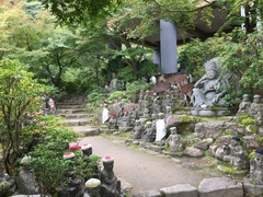 Cervus nippon