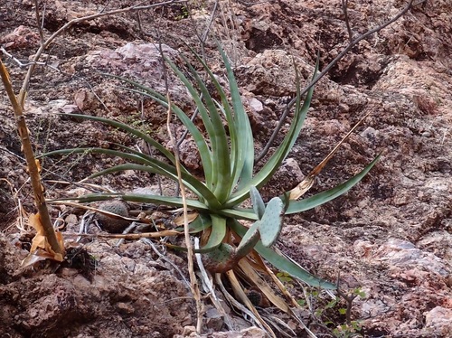 Agave chrysoglossa