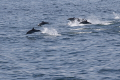 Delphinus