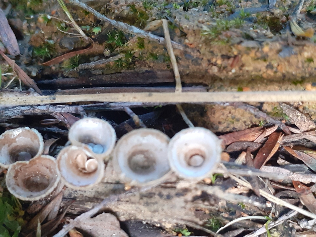 field bird's nest fungus from Waikato, New Zealand on November 2, 2023