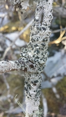 Mycoblastus sanguinarioides