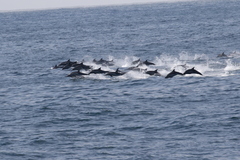 Delphinus