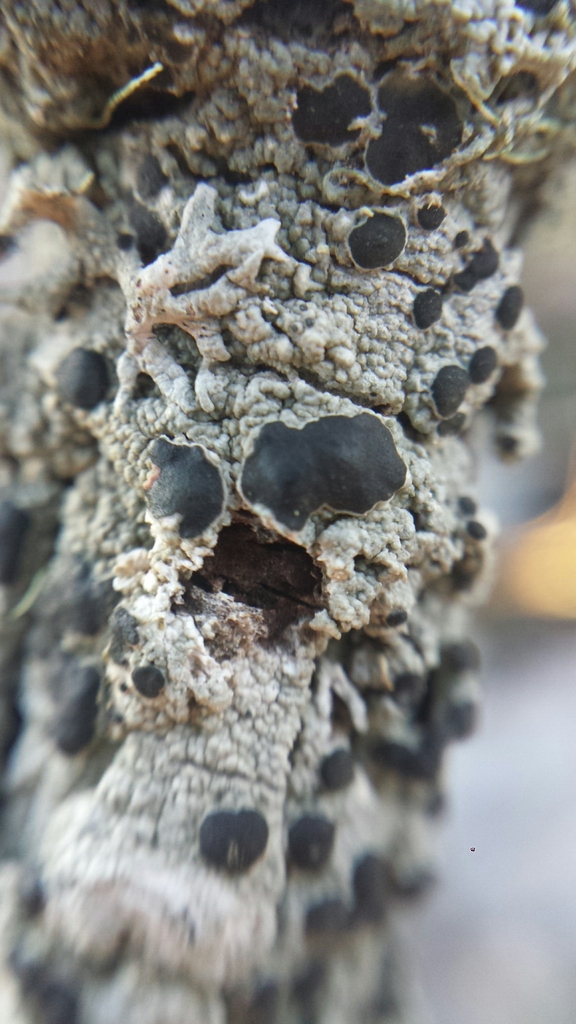 Mycoblastus sanguinarioides