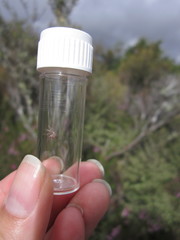 Chalepistes costifer