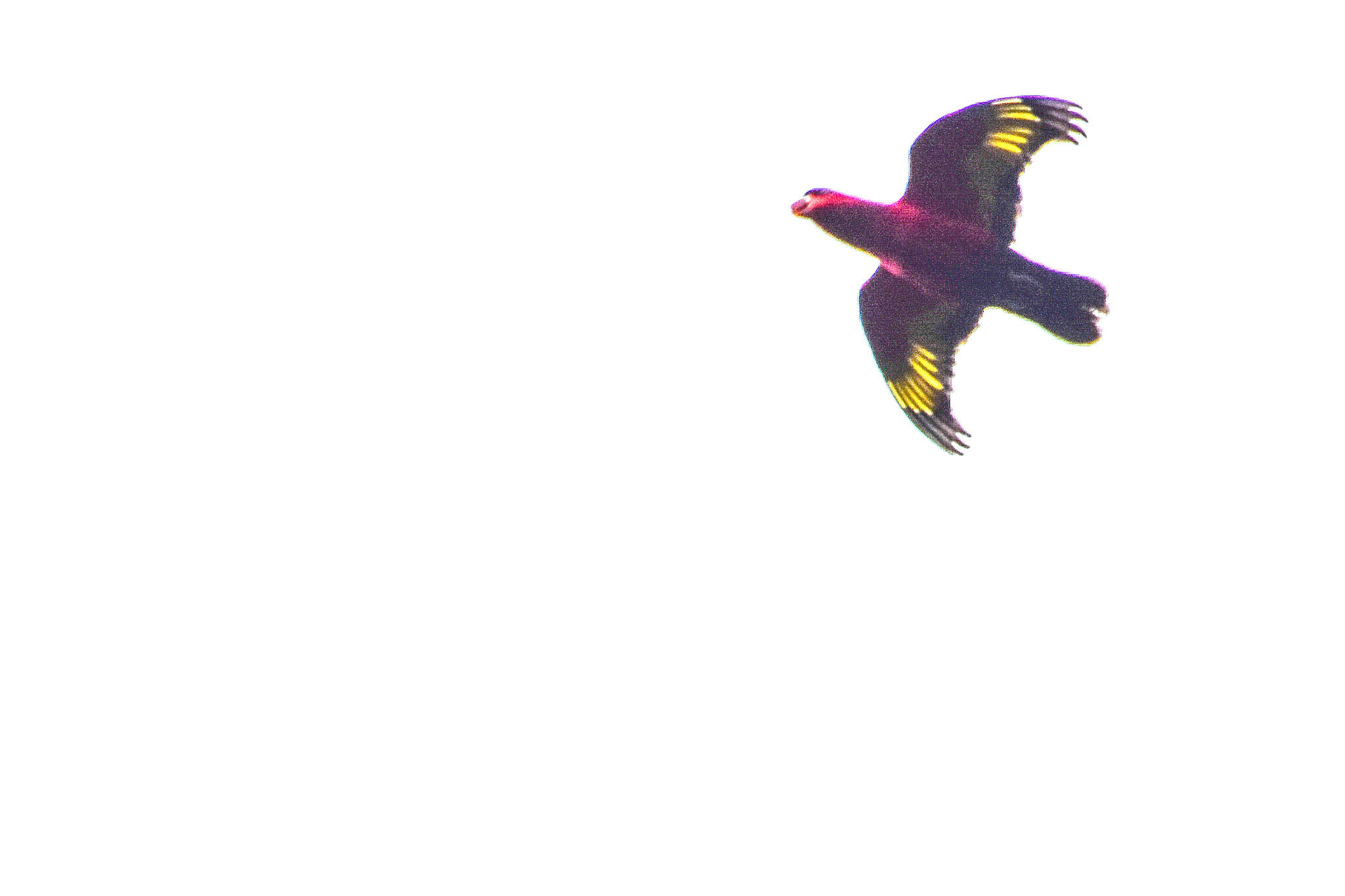 Purple-bellied Lory (Lorius hypoinochrous), photo 1