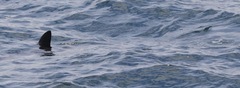 Lamniformes