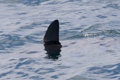 Lamniformes