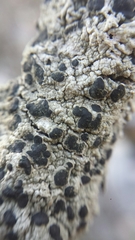 Mycoblastus sanguinarioides