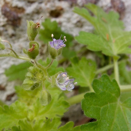Phacelia scariosa (Phacelia scariosa)