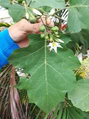 Solanum torvum