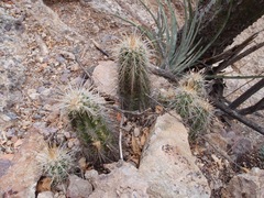 Echinocereus llanurensis