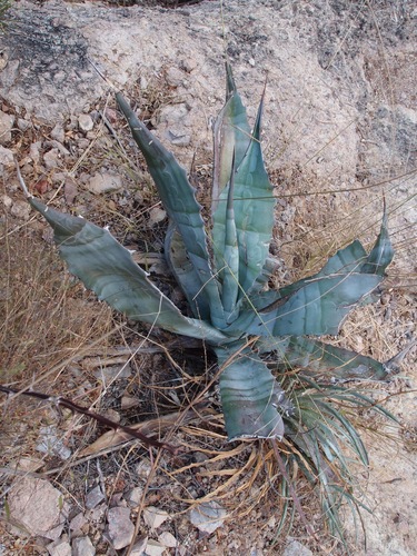 Agave colorata