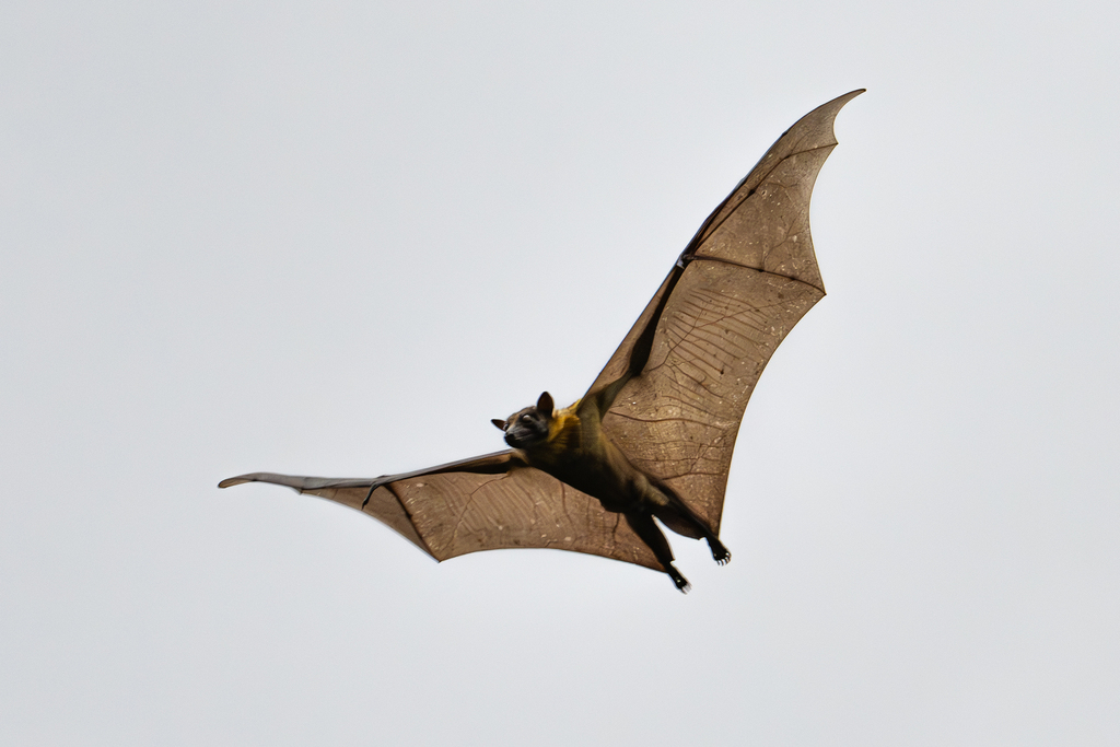 Phantom Fruit Bats