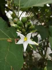 Solanum torvum