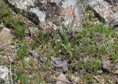 Phemeranthus parviflorus