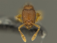 Vollenhovia