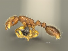 Vollenhovia
