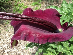 Amorphophallus konjac