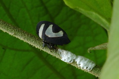 Membracis foliatafasciata