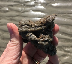 Phragmatopoma caudata