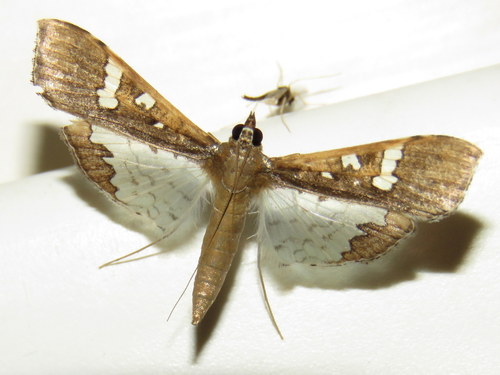 Mung Bean Moth