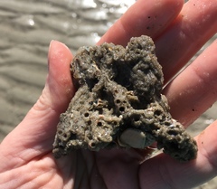 Phragmatopoma caudata