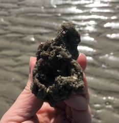 Phragmatopoma caudata