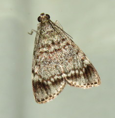 Stericta concisella