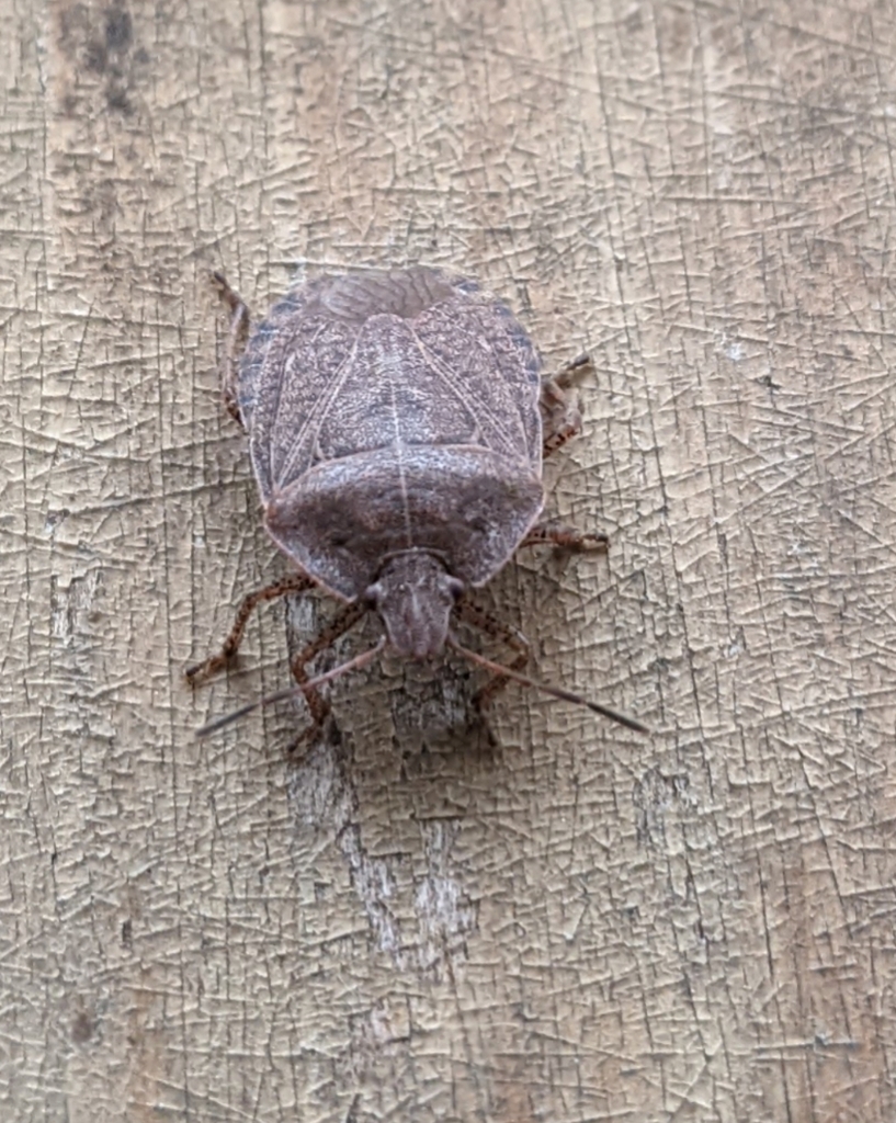 Elf Shoe Stink Bug from Waxahachie, TX 75167, USA on November 12, 2023