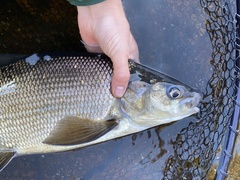 Lake Whitefish photo 4