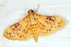 Conogethes semifascialis