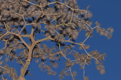 Heliocarpus