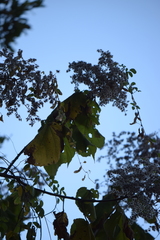 Heliocarpus