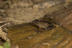 Bustamente's Tree Toad