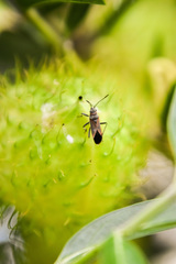 Arocatus rusticus