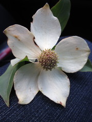 Cornus capitata