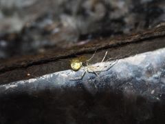 Meotipa spiniventris