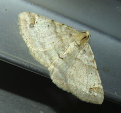 Syneora hemeropa