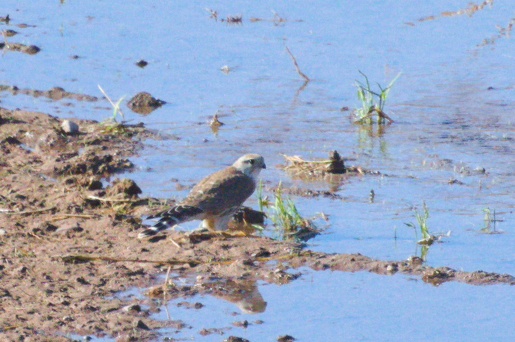 Merlin (Prairie)