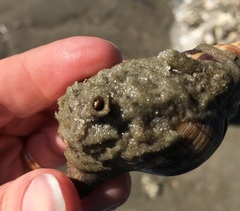 Phragmatopoma caudata