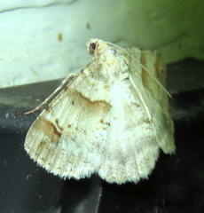 Syneora hemeropa