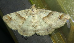 Syneora hemeropa