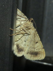 Syneora hemeropa
