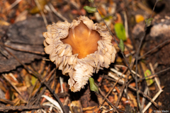 Agaricales