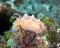 Halgerda batangas