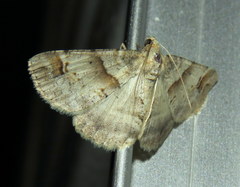 Syneora hemeropa