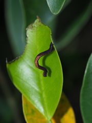 Discoglypha hampsoni