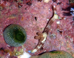Nembrotha lineolata image