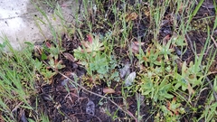 Dudleya farinosa